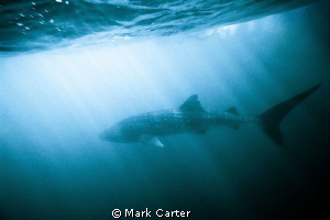 Whale shark off Ningaloo reef, North Western Australia. L... by Mark Carter 